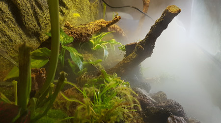 Arrivée des plantes