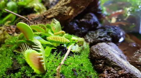 Arrivée des plantes