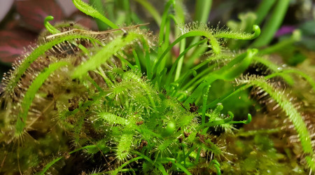 Arrivée des plantes