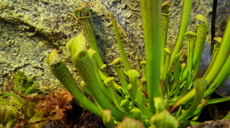 Arrivée des plantes