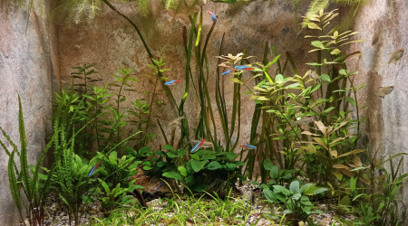 Aquarium Low Tech sans matériel visible.