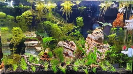 aquarium 7B 43 L