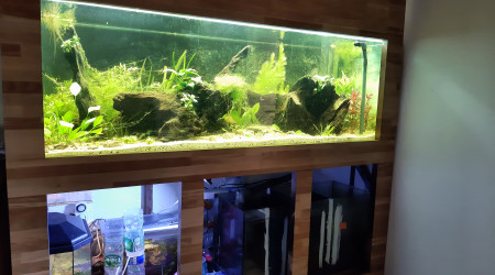 Nabuchodonosore : avec le coffrage et les plantes