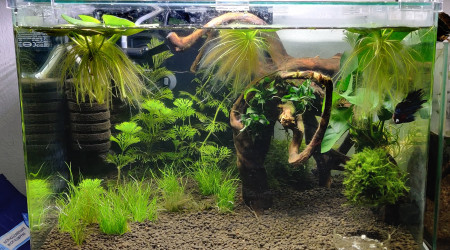 Arrivé des nouvelles plantes !