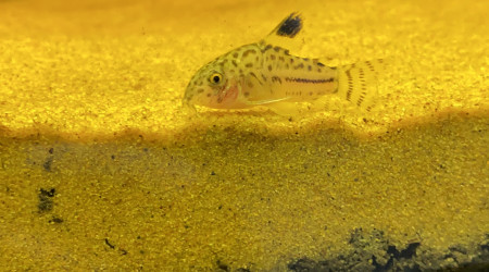 Corydoras julii