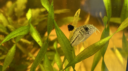 Corydoras julii