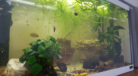 Évolution de la nursery