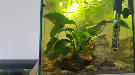 Évolution de la nursery