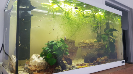 Évolution de la nursery