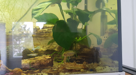 Évolution de la nursery