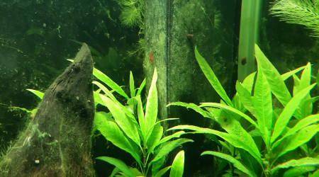 Nabuchodonosore : arrivée des crevettes.