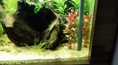 Nabuchodonosore : arrivée des crevettes.