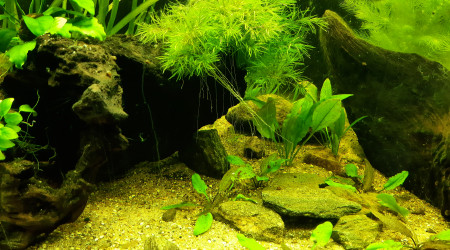 Nabuchodonosore : arrivée des crevettes.