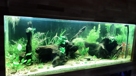 Nabuchodonosore : arrivée des ancistrus.