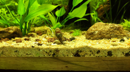 Nabuchodonosore : arrivée des ancistrus.