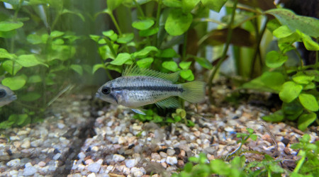 apistogramma cacatuoides orange