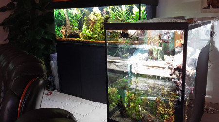 aquarium aquarium paludarium