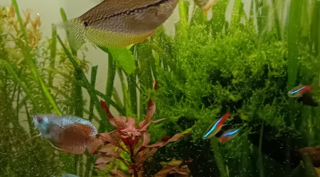 Les nauplies d'Artémia un régal ?