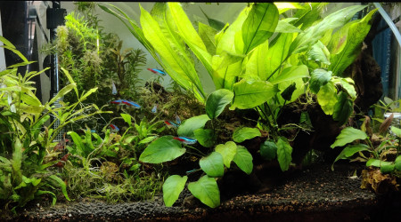 Nettoyage suite surdosage nourriture et algues vertes