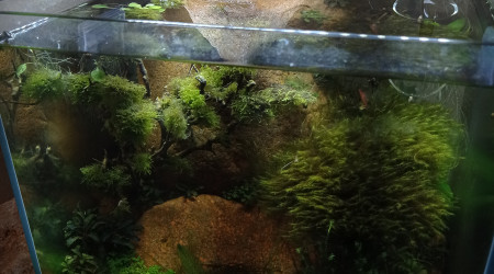 Échec Riccardia / remaniement (ministériel de l Estérel)