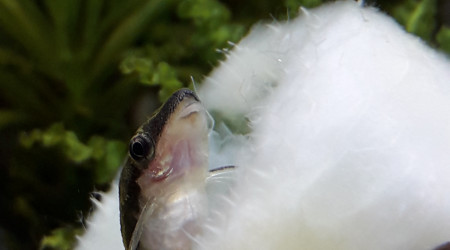 Octocinclus au garde à vous