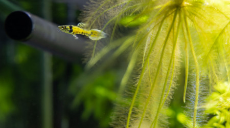 Nouveau habitants du 30L, guppies Tiger
