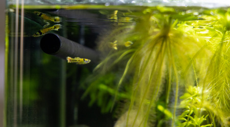 Nouveau habitants du 30L, guppies Tiger
