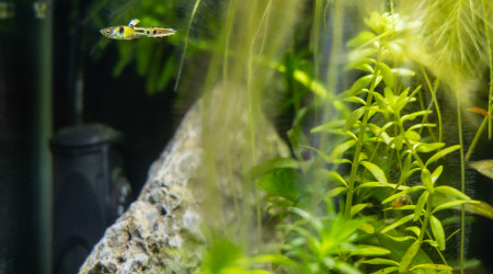 Nouveau habitants du 30L, guppies Tiger