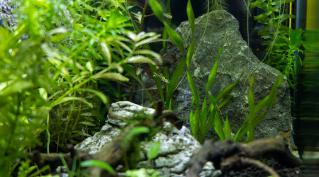 Nouveau habitants du 30L, guppies Tiger