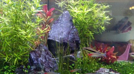 aquarium Juwel rio125