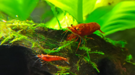 Crevettes juvénile et adulte