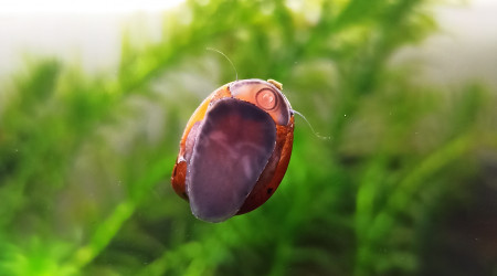 Néritina : vue inhabituelle :)