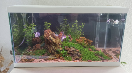 aquarium Coronaquascape.variant 2