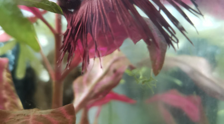 Mr bêta.. Vous envoi le bonjour