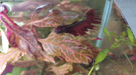 Mr bêta.. Vous envoi le bonjour