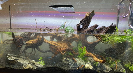 Mise en eau et flottaison des racines