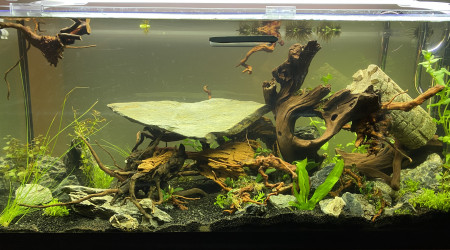 Mise en eau et calage des racines