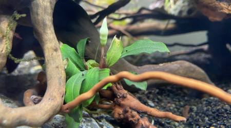 Fleur de bucephalandra