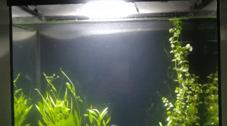 aquarium 20L beta