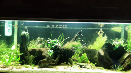 Nabuchodonosore : nouveaux arrivants