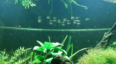 Nabuchodonosore : nouveaux arrivants