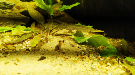 Nabuchodonosore : nouveaux arrivants 2