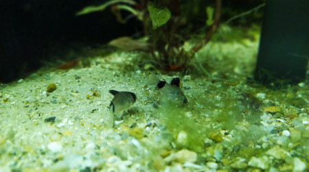 Nabuchodonosore : nouveaux arrivants 2