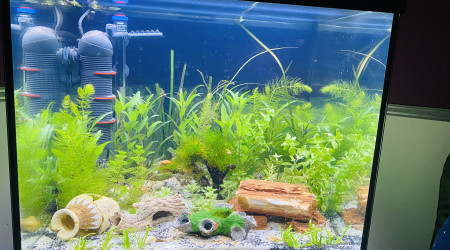 aquarium Eheim Vivaline 150L