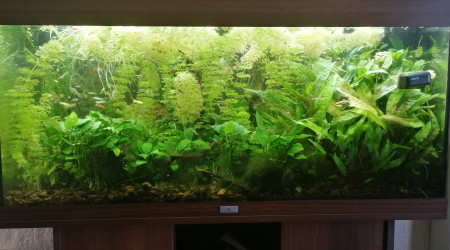 aquarium 200l soupe de guppys