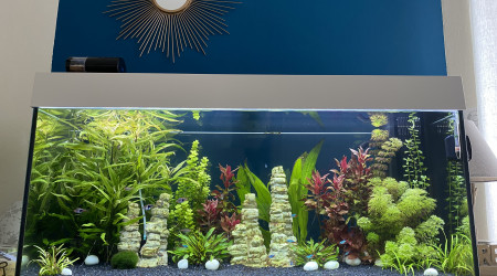 aquarium Aquarium