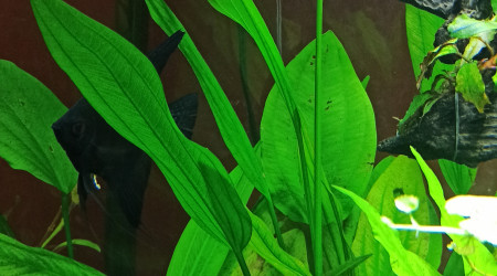 Ca pousse... vite...