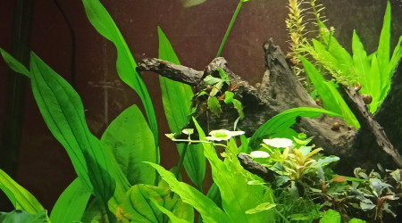 Ca pousse... vite...