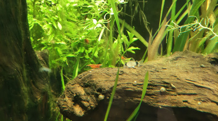 Nabuchodonosore : street "fishter"