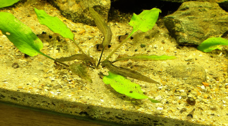 Nabuchodonosore : pandas calmes